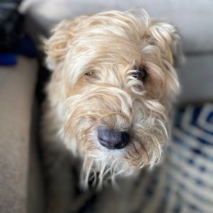 Meet your Posher, Bonni